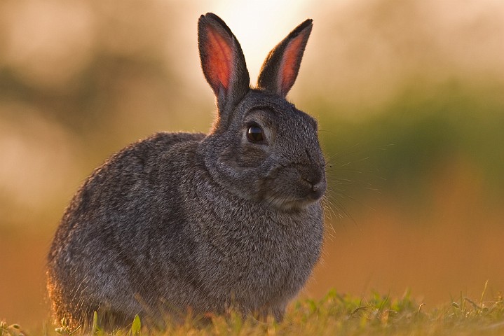 Wildkaninchen Oryctolagus cuniculus